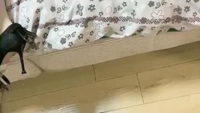 榨精少女身材好逼逼紧丝袜高跟就是欠操小屁股很俏奶子很嫩