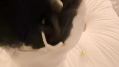 海王淫妻约炮原创博主「ICICIS」全程露脸！黑丝OL的淫乱3P体验，骚穴骚嘴双插，精液灌满蜜穴中出！